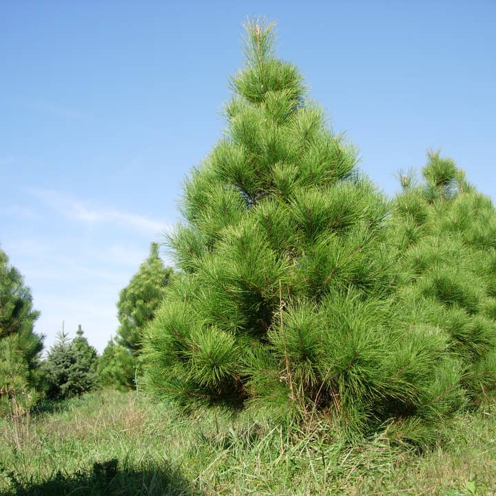 GardenPerspective - Wholesale Live plant - 5 Virginia Pine Tree Live Plant Pinus Virginiana Outdoor 4