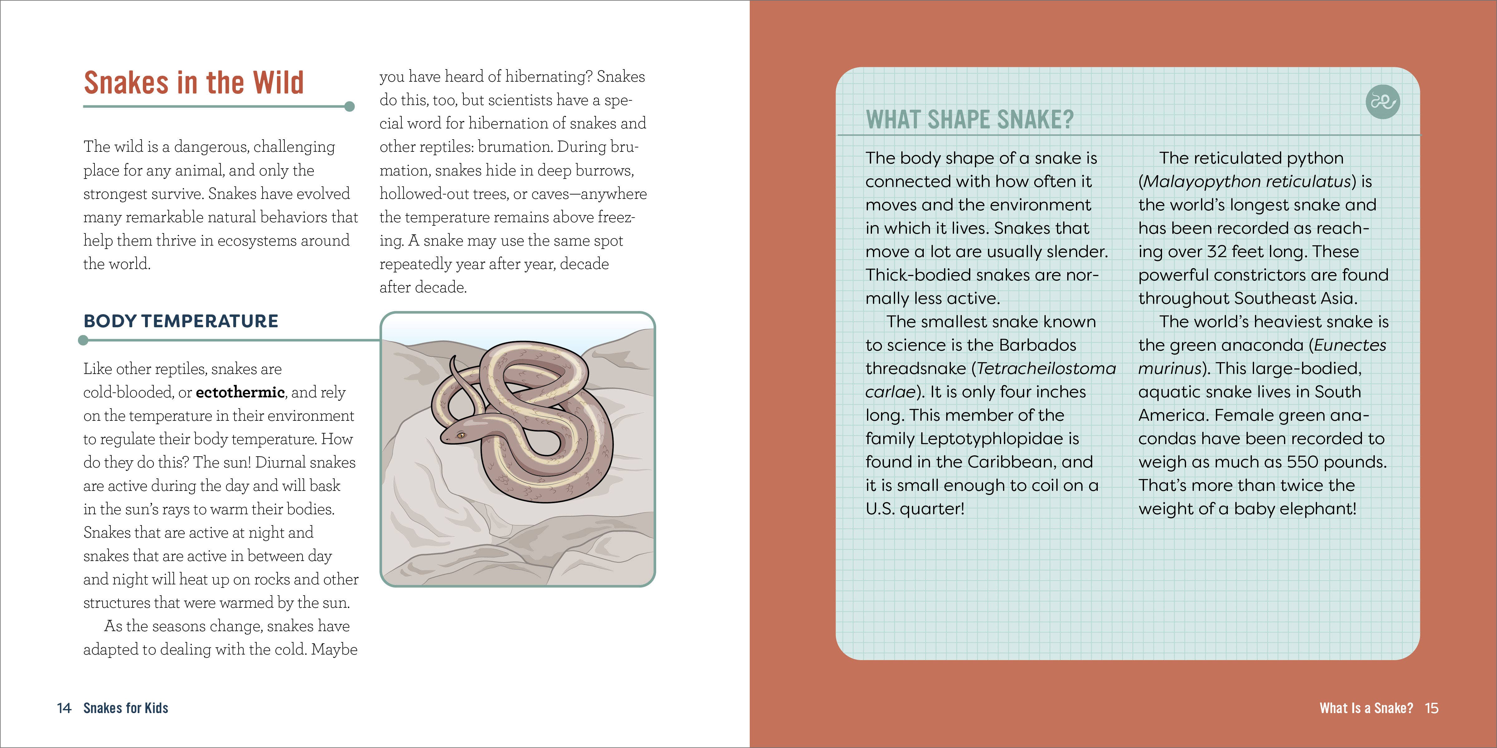 Sourcebooks - Wholesale Nature & Outdoors - Snakes for Kids3