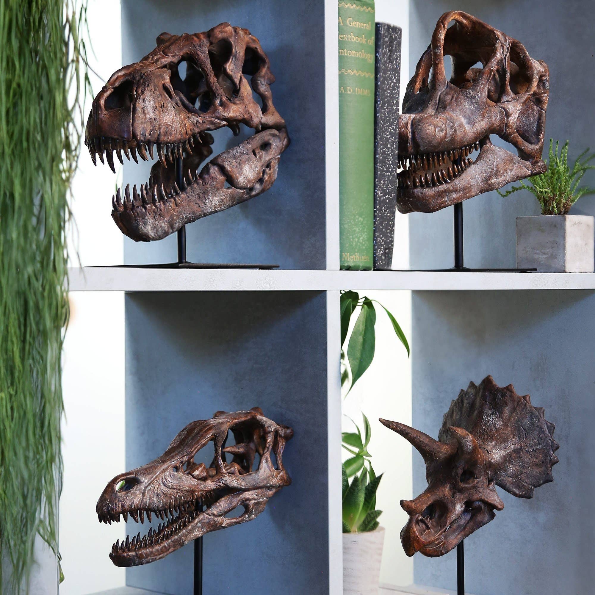 Curated Studio – wholesale Dekorativt bordsobjekt – 3D-modell och stativ av Tyrannosaurus Rex-skalle3