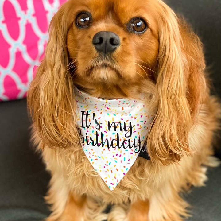 Tails Up, Pup – Großhandel Haustier-Bandana – Hund – It's My Birthday Hundehalstuch – Geburtstagsfeier für Hunde2