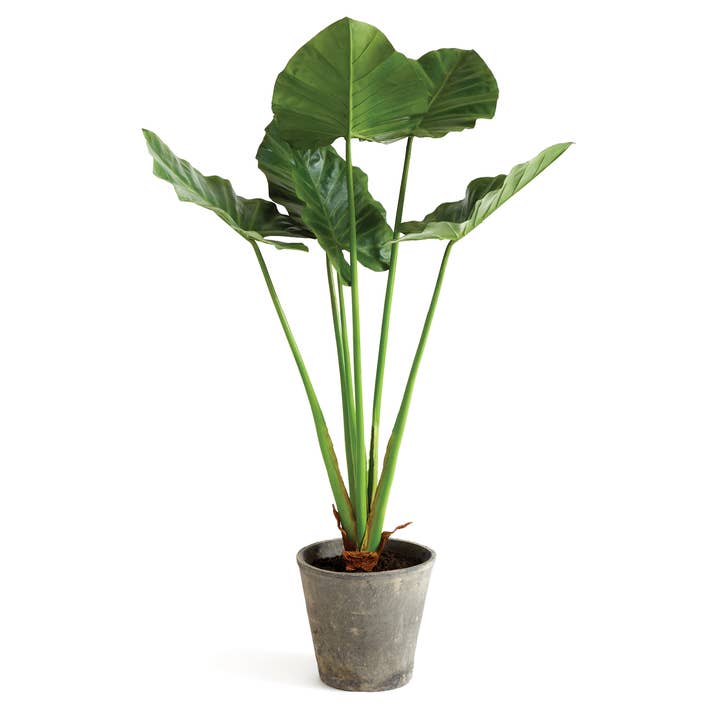 Alocasia Potted 42" for wholesale by Napa Home & Garden