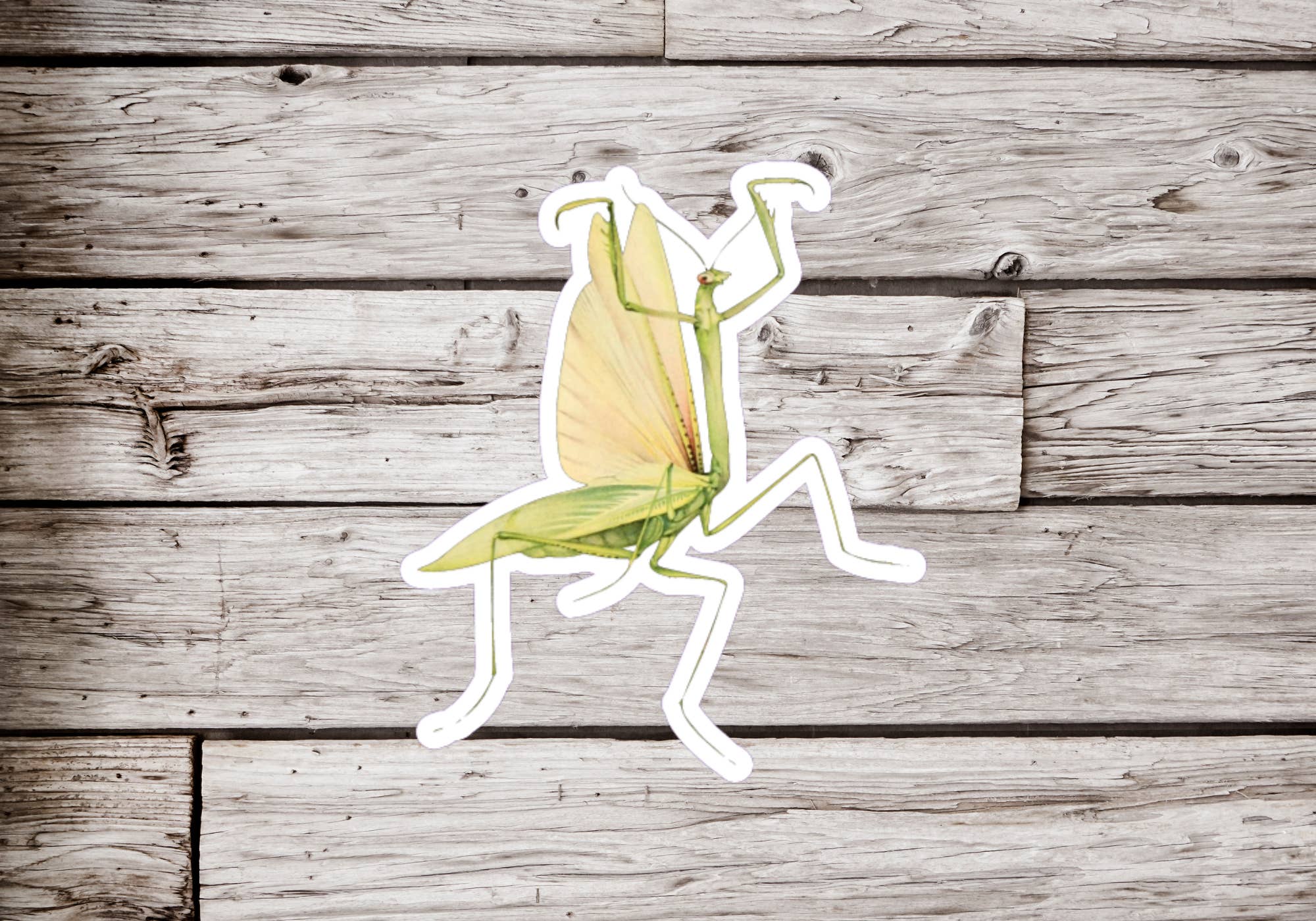 NatureCuts - Wholesale Sticker - Praying Mantis Sticker, Insect Sticker, Entomology Sticker