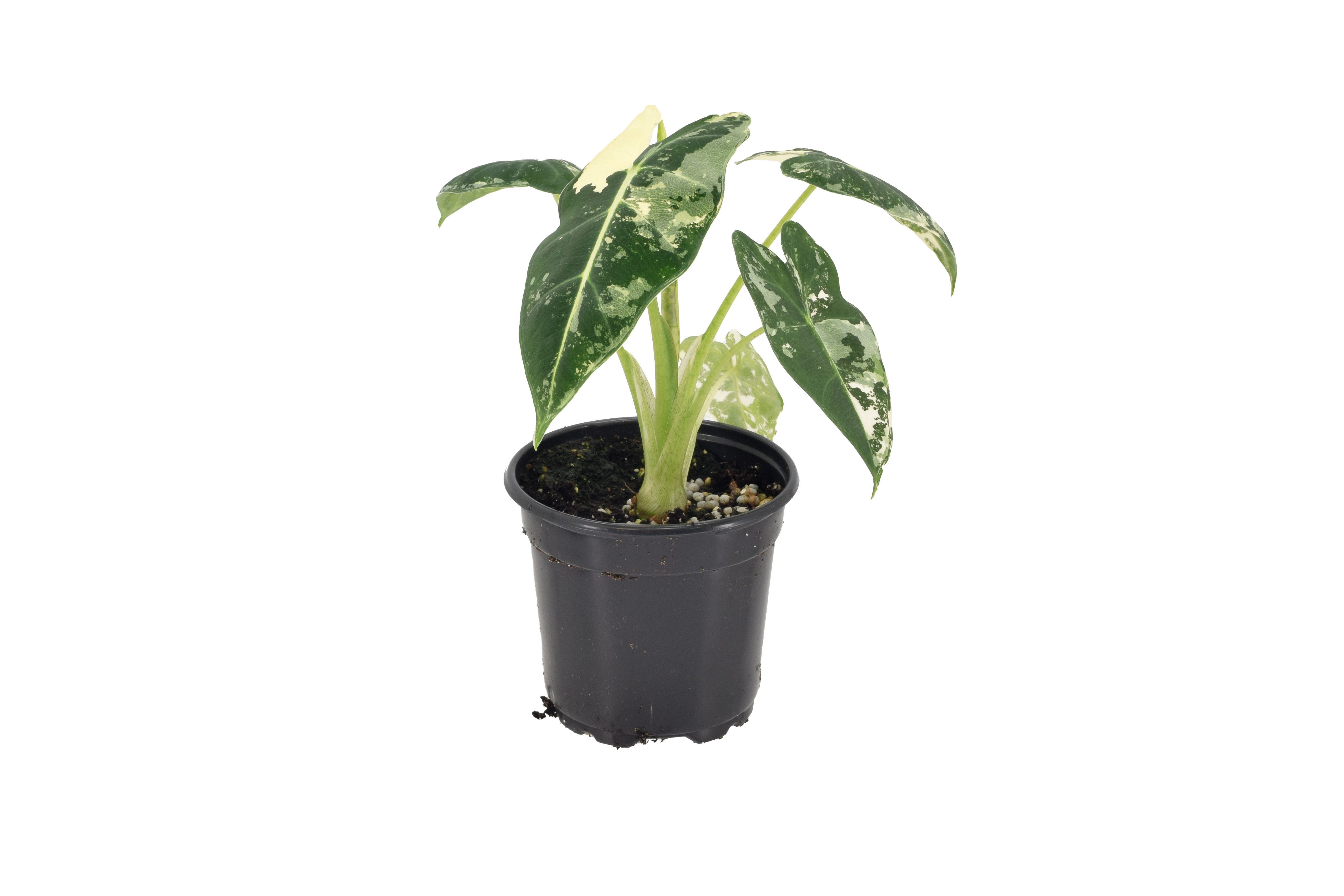 Arcadia Garden Products - Wholesale Live Plant - Alocasia Frydek Variegated 4 inch Grower Pot1