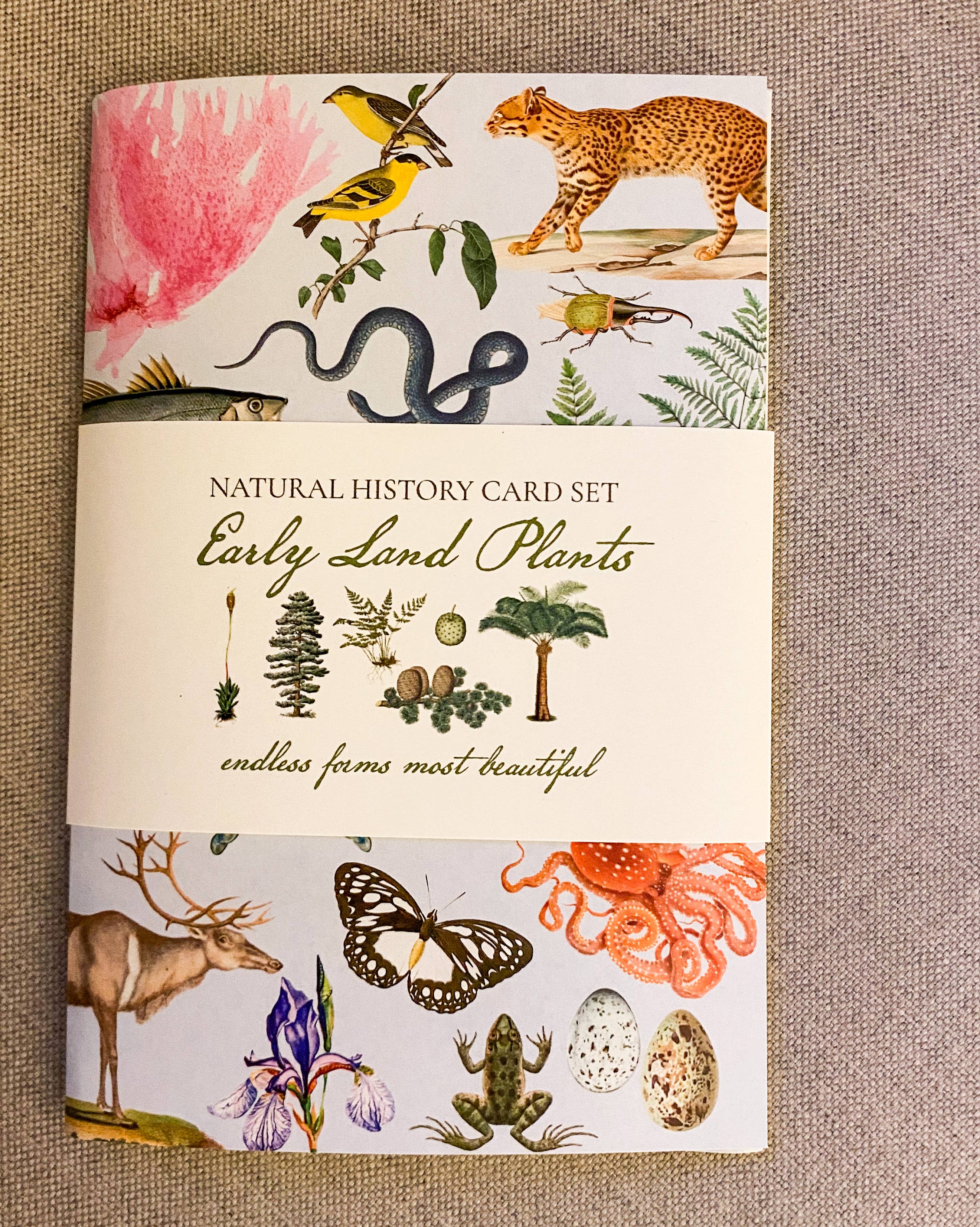 Fairhope Graphics - Wholesale Stationery/Notecard Set - Early Land Plants Card Pack1