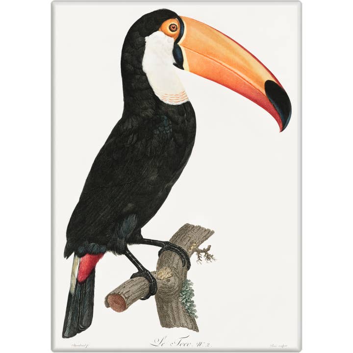 Magnet - Toco Toucan for wholesale by Square Deal Recordings & Supplies