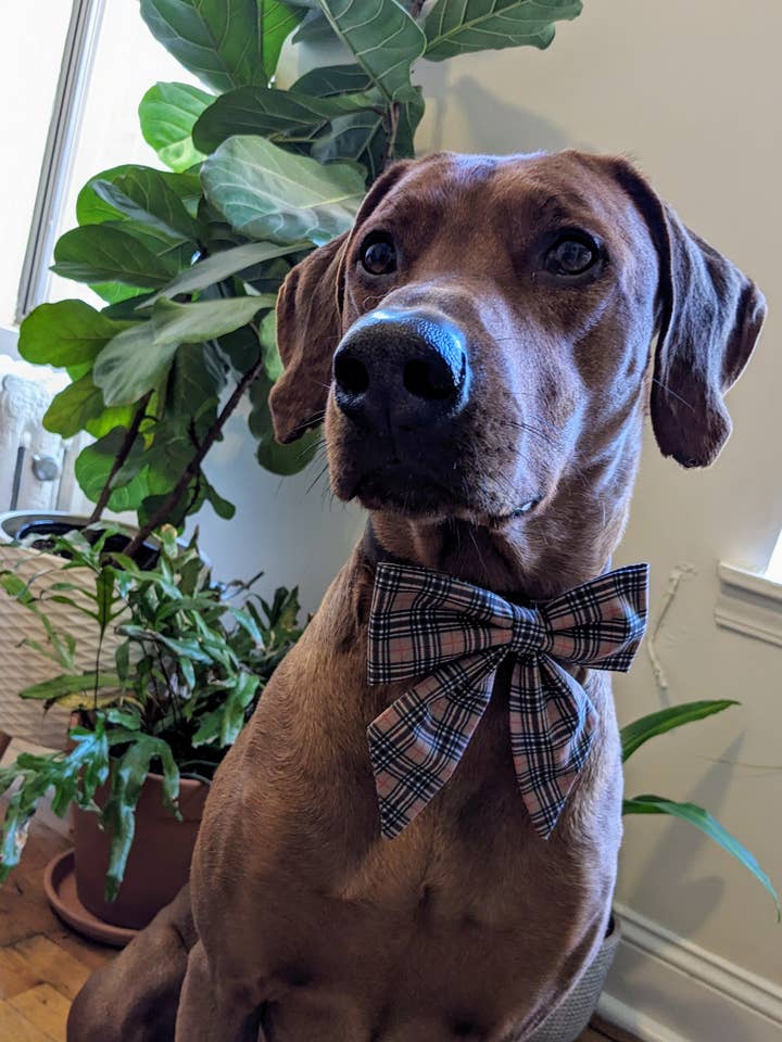 Laço Marinheiro Xadrez Tartan por atacado de Koa's Ruff Life