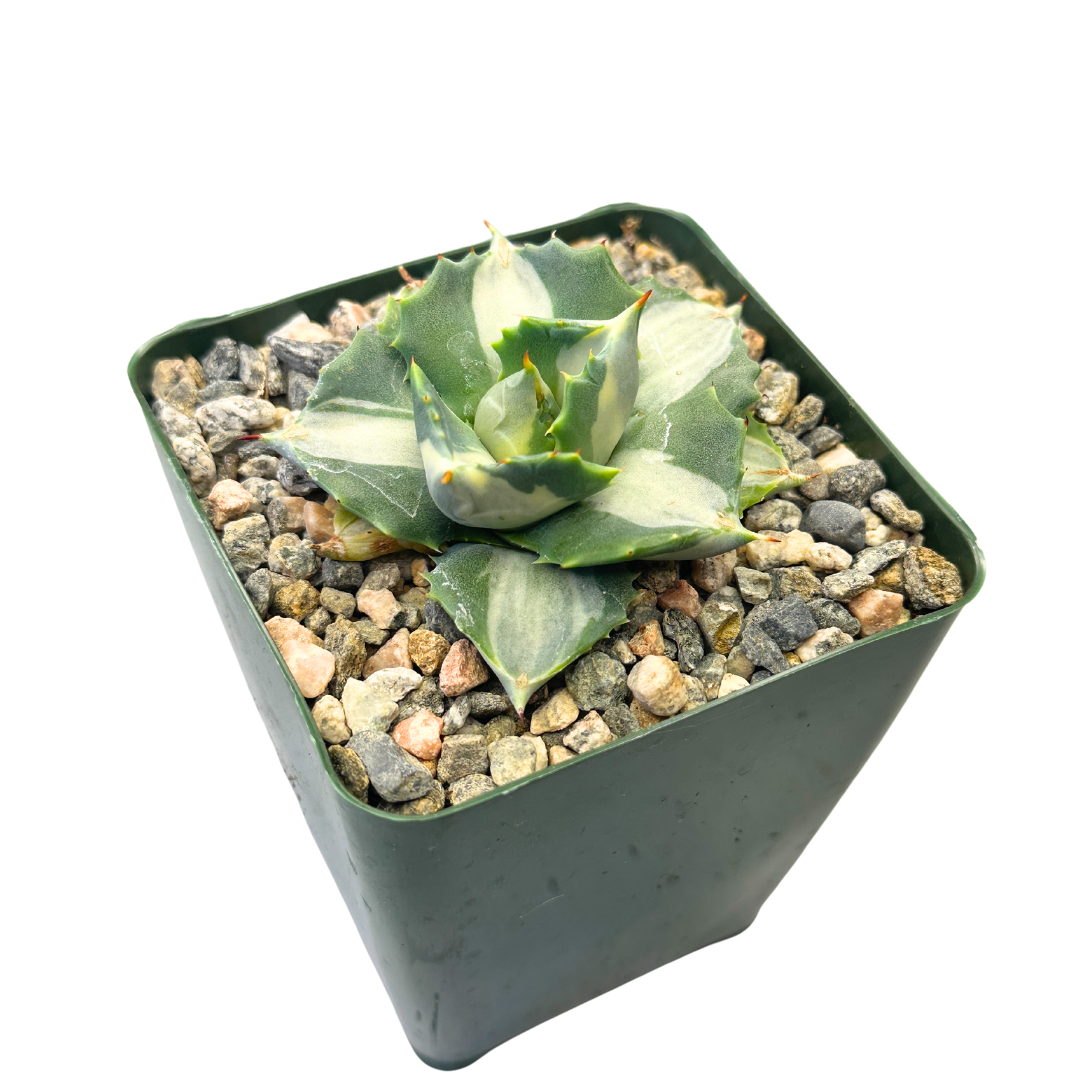 Flow State - Wholesale Live Plant - 4" Agave Isthmensis Variegated - Butterfly Agave – Plant1