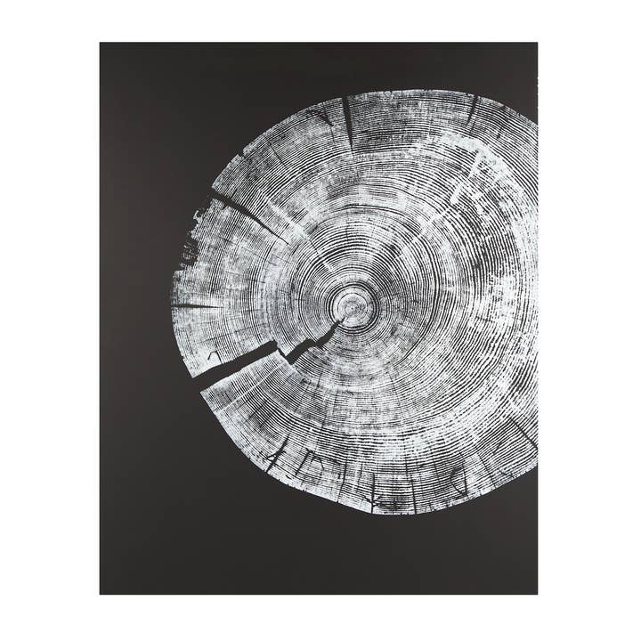 Baumdruck „White Pine“ - (Fragment auf schwarzem Papier) für den Großhandel von HVRNT Studio