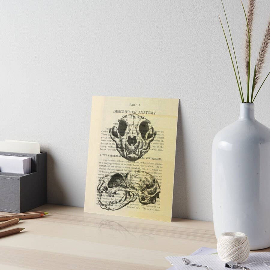 Kaleigh Day Art - Wholesale Art Print - Cat Skeleton Anatomy Art | Dictionary Page Art | Witchy Art Print | Pagan Gift | Wiccan Art | Occult Art | Cat Skull Illustration1