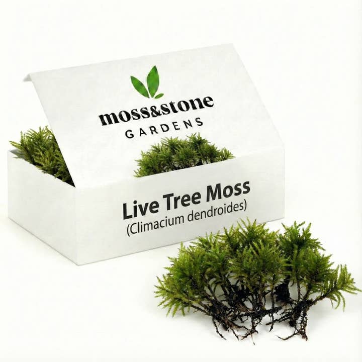 Levande trädmos: Miniatyrklimaciummossa för terrarier för wholesale av Moss & Stone Gardens