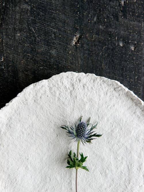 'Thistle' Fine Art Photography Print for wholesale by White Hill Home