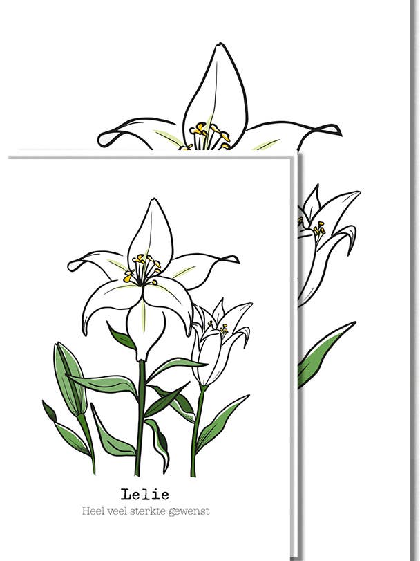 Klein | Lelie für den Großhandel von liefs jansje