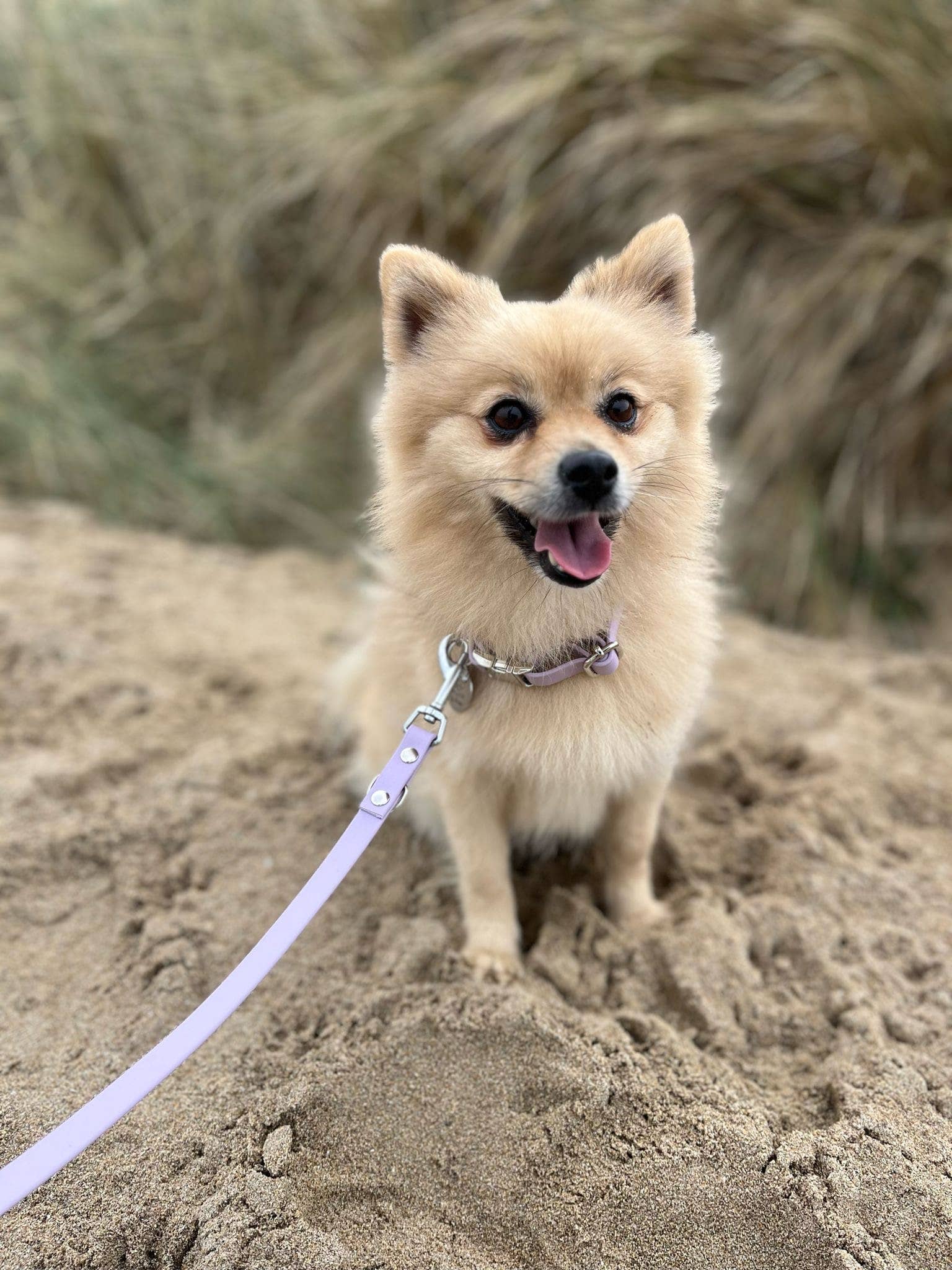 Splash By Happy - Wholesale Pet Collar - Dog - Biothane® clip necklace30