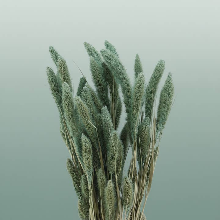 Dried Setaria Frosted Blue for wholesale by All Occasions Wholesale