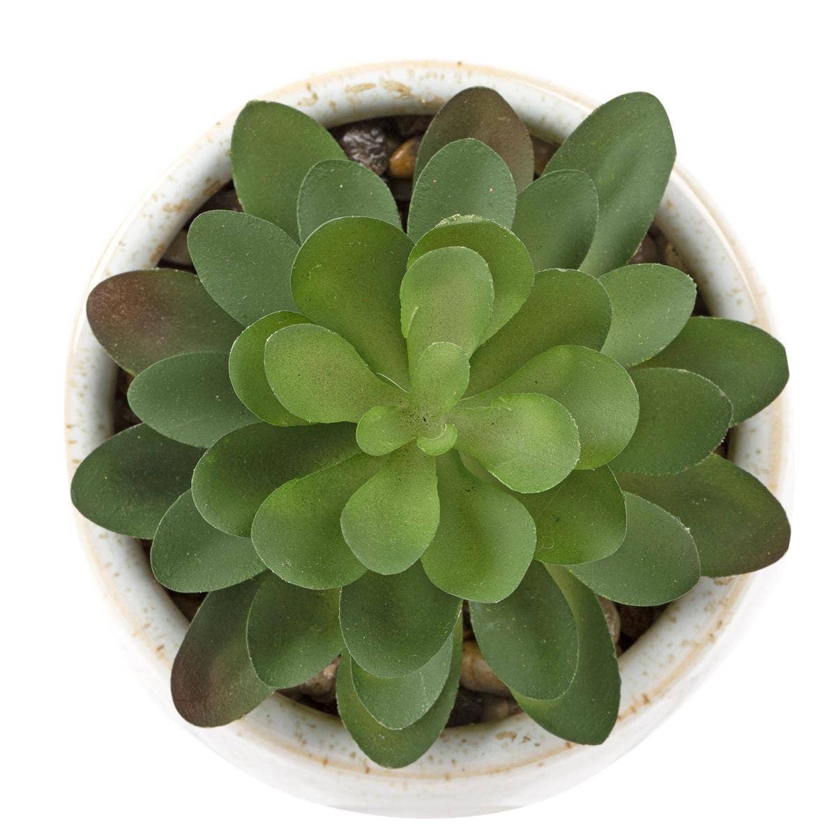 Truu Design - Wholesale Succulent - Truu Design Truu Desig Faux Succulent in 4" Ceramic Pot3