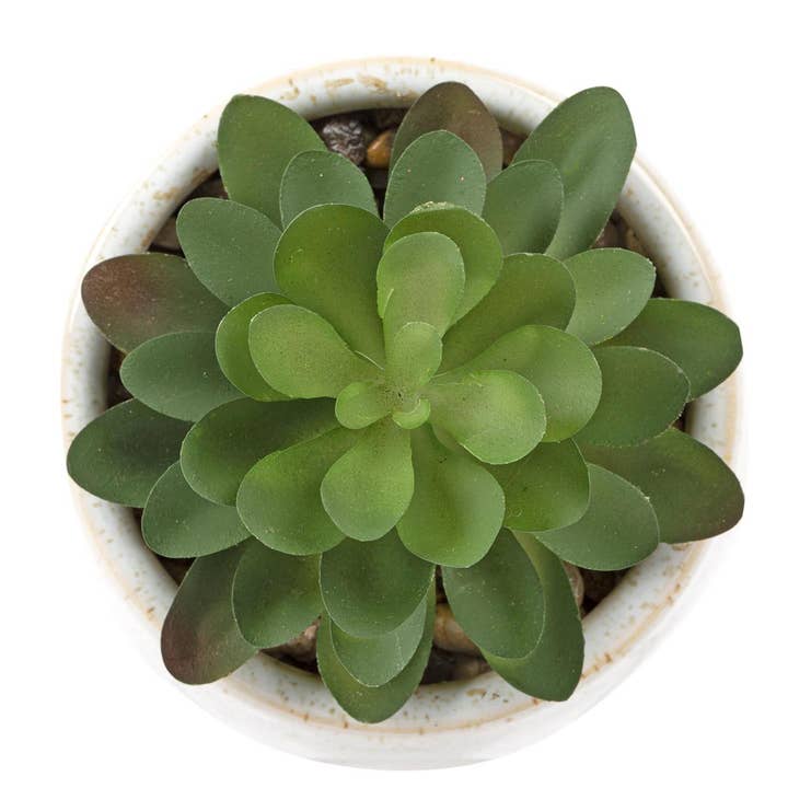Truu Design - Wholesale Succulent - Truu Design Truu Desig Faux Succulent in 4" Ceramic Pot3