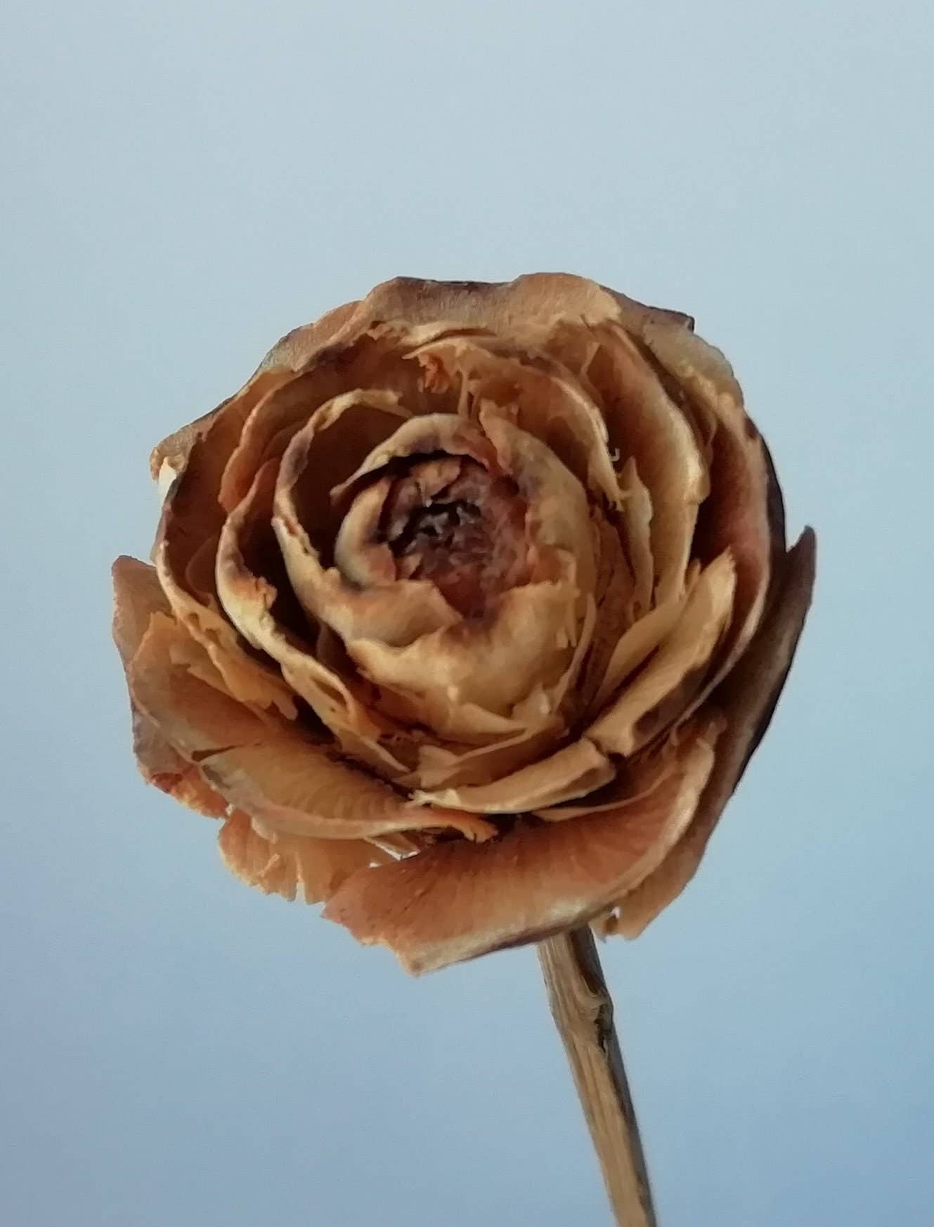 Daisy Gifts Ltd – wholesale Artificial flowers – Cedar Rose Pick Bunch of 9 Woodrose Stems8