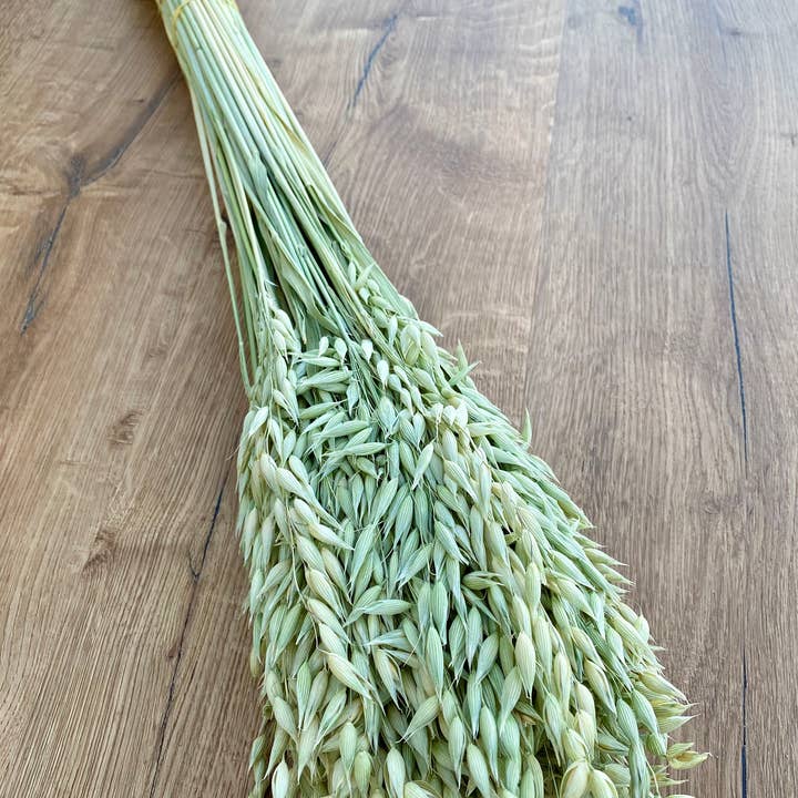 Lovejoy Farms Premium Dried Flowers - Wholesale Dried/Pressed Flowers - Avena (Oats)