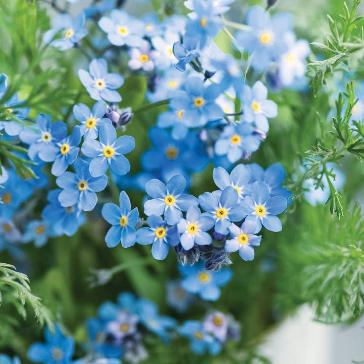 The Lovely Gift Group - Wholesale Plant Seeds - Forget-Me-Not Seeds