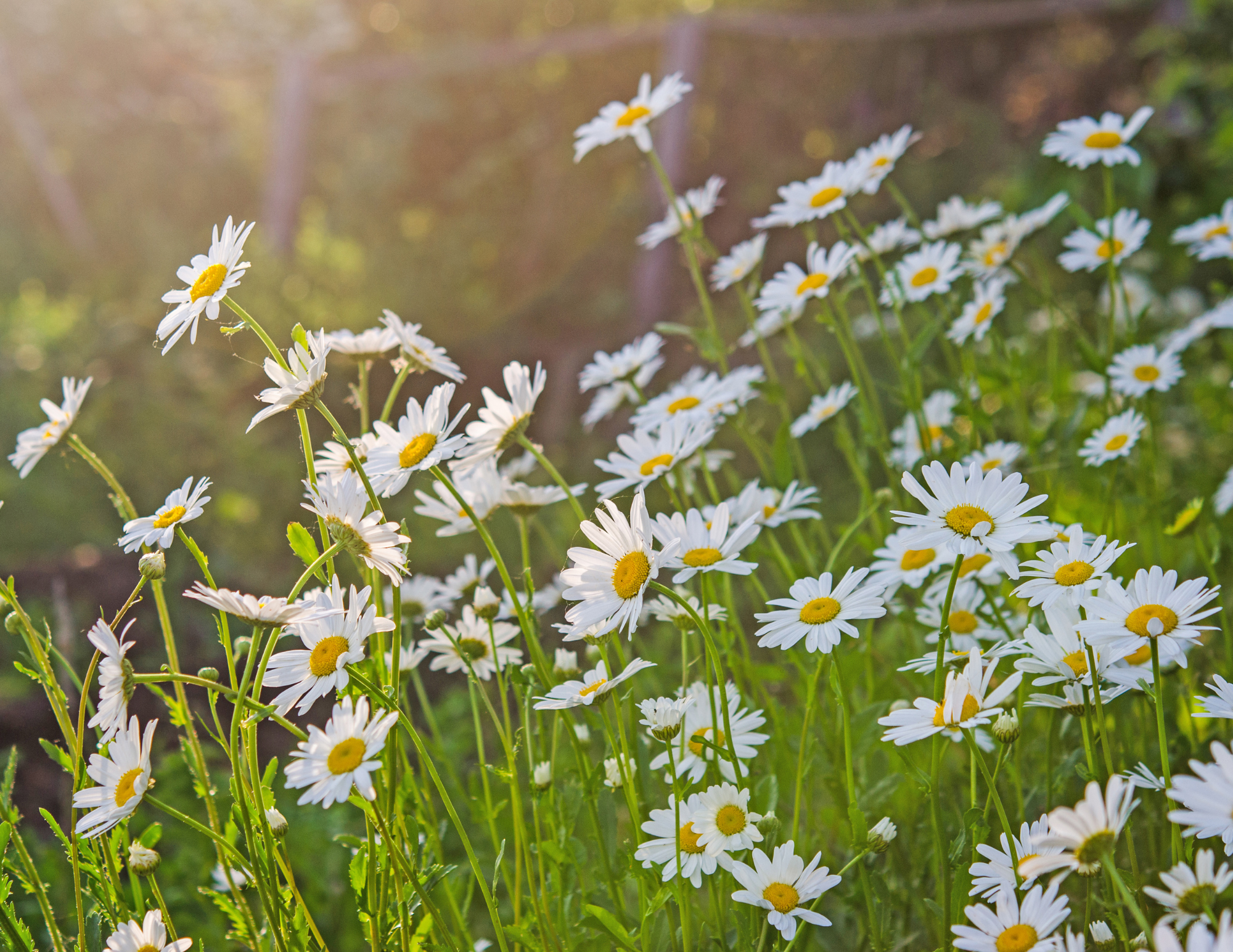 The Elevated Seed Co. - Wholesale Plant Seeds - Chamomile Garden Seeds1