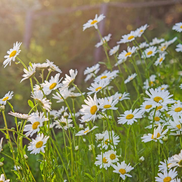 The Elevated Seed Co. - Wholesale Plant Seeds - Chamomile Garden Seeds1