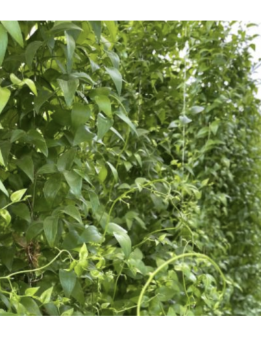 Florasource - Wholesale Fresh Cut Flowers - Southern Smilax 10 bunches CALIFORNIA Grown3