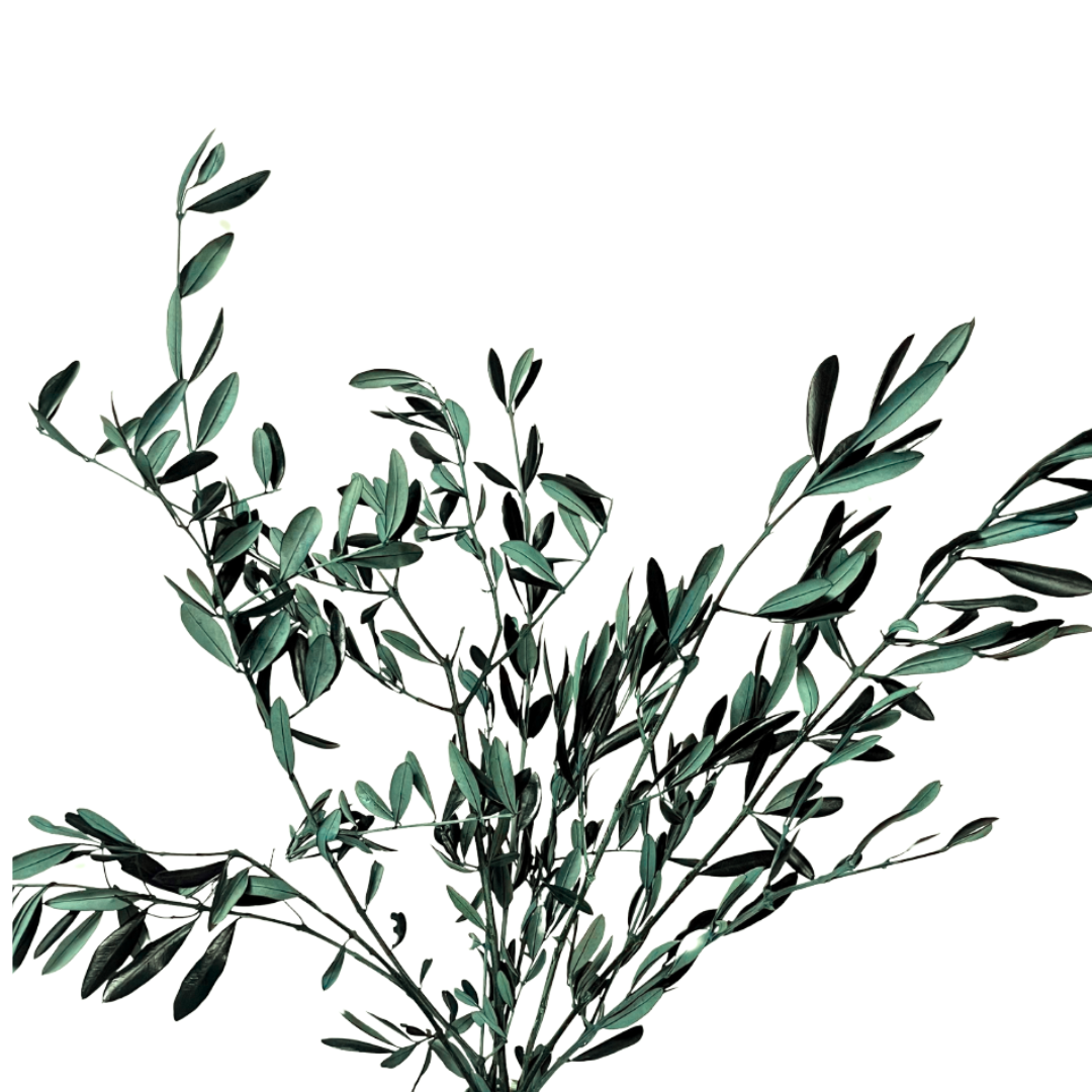 Verde Rami d'Olivo Conservati in vendita all'ingrosso su Faire0