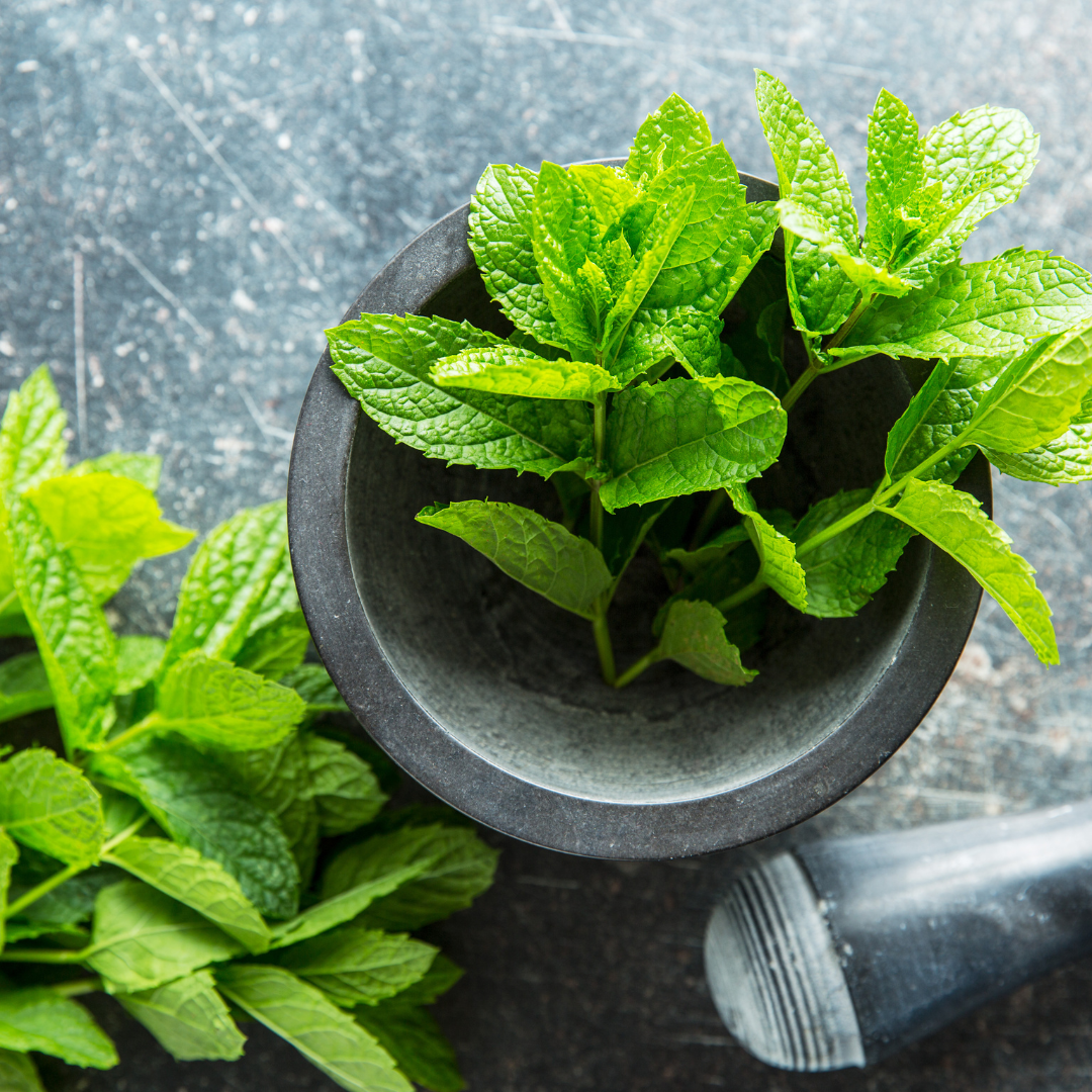 Antwerp Luxury candle supplies - Wholesale Fragrance Oil - Wild Mint Fragrance oil0