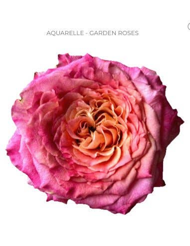 Florasource - Wholesale Fresh Cut Flowers - AQUARELLE garden rose