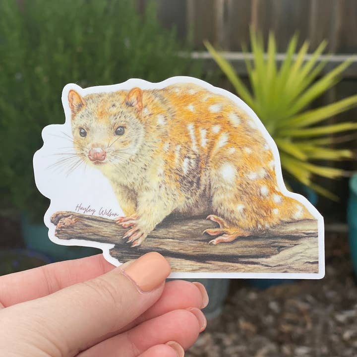Spotted-tailed Quoll - Sticker for wholesale by Hayley Wilson