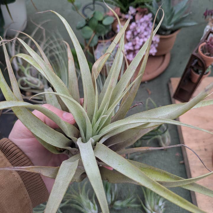 The Succulent Shed Co - Wholesale Live Plant - Live Air Plants