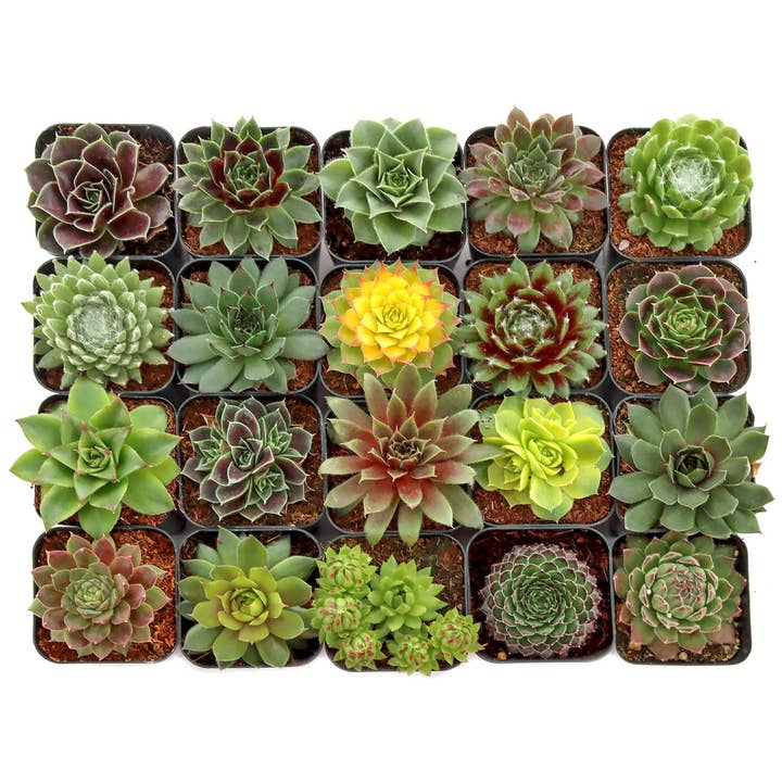 Sempervivum 20-Pack (20 Varieties, 2" Pots) and other Purchase Wholesale sembako online. Free Returns & Net 60 Terms on Faire trending on Faire.