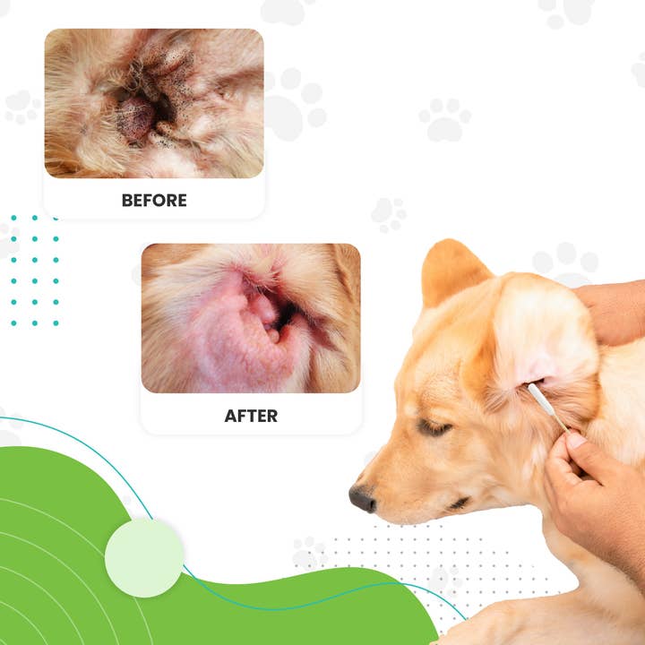 We Love Doodles – wholesale Pet grooming aid – Dog – Dog Ear Swabs4