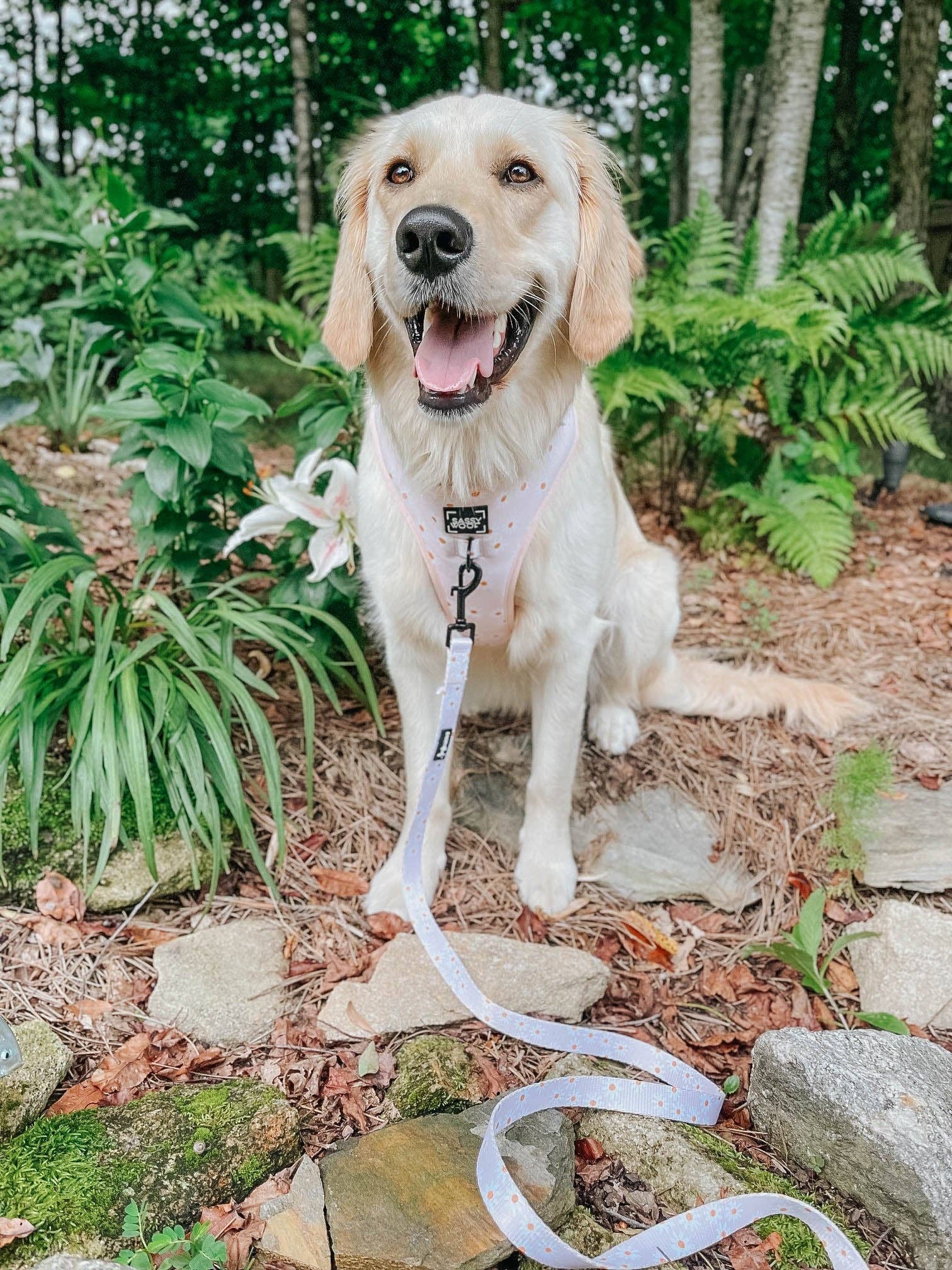 SASSY WOOF - Wholesale Pet Harness - Dog - Dog Adjustable Harness - Dainty Daisy10