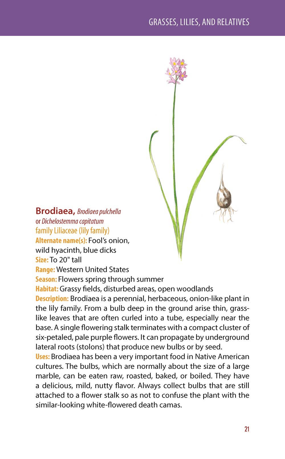 REMOVED BRAND - Wholesale Nature & Outdoors - Edible Wild Plants: A Falcon Field Guide, 2nd ed.1