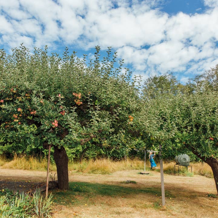 Girl Meets Dirt - Wholesale Preserves - Salted Apple Caramel Spoon Preserves 7.75oz2