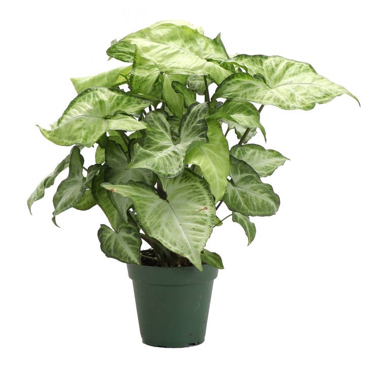 Thorsen's Greenhouse - Wholesale Live Plant - Assorted Butterfly Syngonium - Live Plant