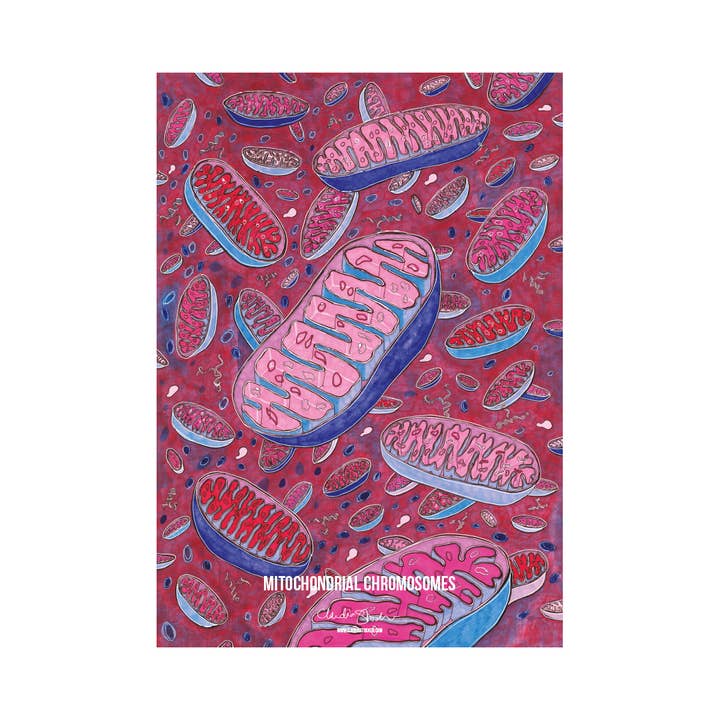 Vivid Biology – Großhandel Poster – Mitochondriale DNA - Plakat