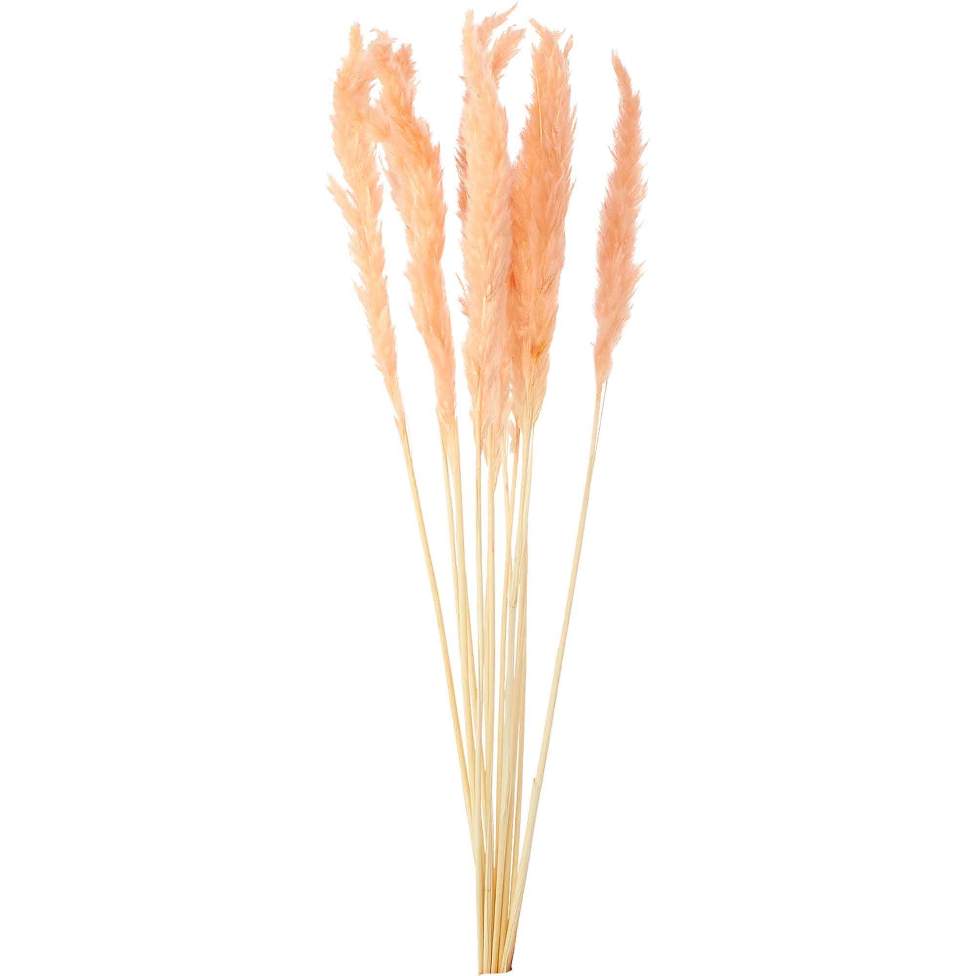 Natural Dried Pampas Grass 24" 10pc/bag - Blush for wholesale on Faire0