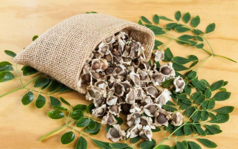 The Rike - Wholesale Plant Seeds - 250 Seeds Moringa Oleifera Seeds for Planting Drumstick Seeds Non-GMO for Sprouting, Planting, Cooking | 100% Natural & Wildcrafted | Non-GMO | for Planting Semillas De Moringa Tree & Culinary Use6