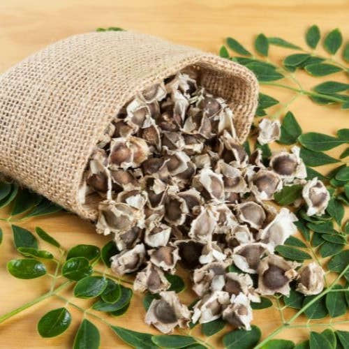 The Rike - Wholesale Plant Seeds - 250 Seeds Moringa Oleifera Seeds for Planting Drumstick Seeds Non-GMO for Sprouting, Planting, Cooking | 100% Natural & Wildcrafted | Non-GMO | for Planting Semillas De Moringa Tree & Culinary Use6