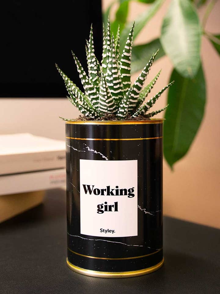 Working Girl - Kaktus för wholesale av Styley