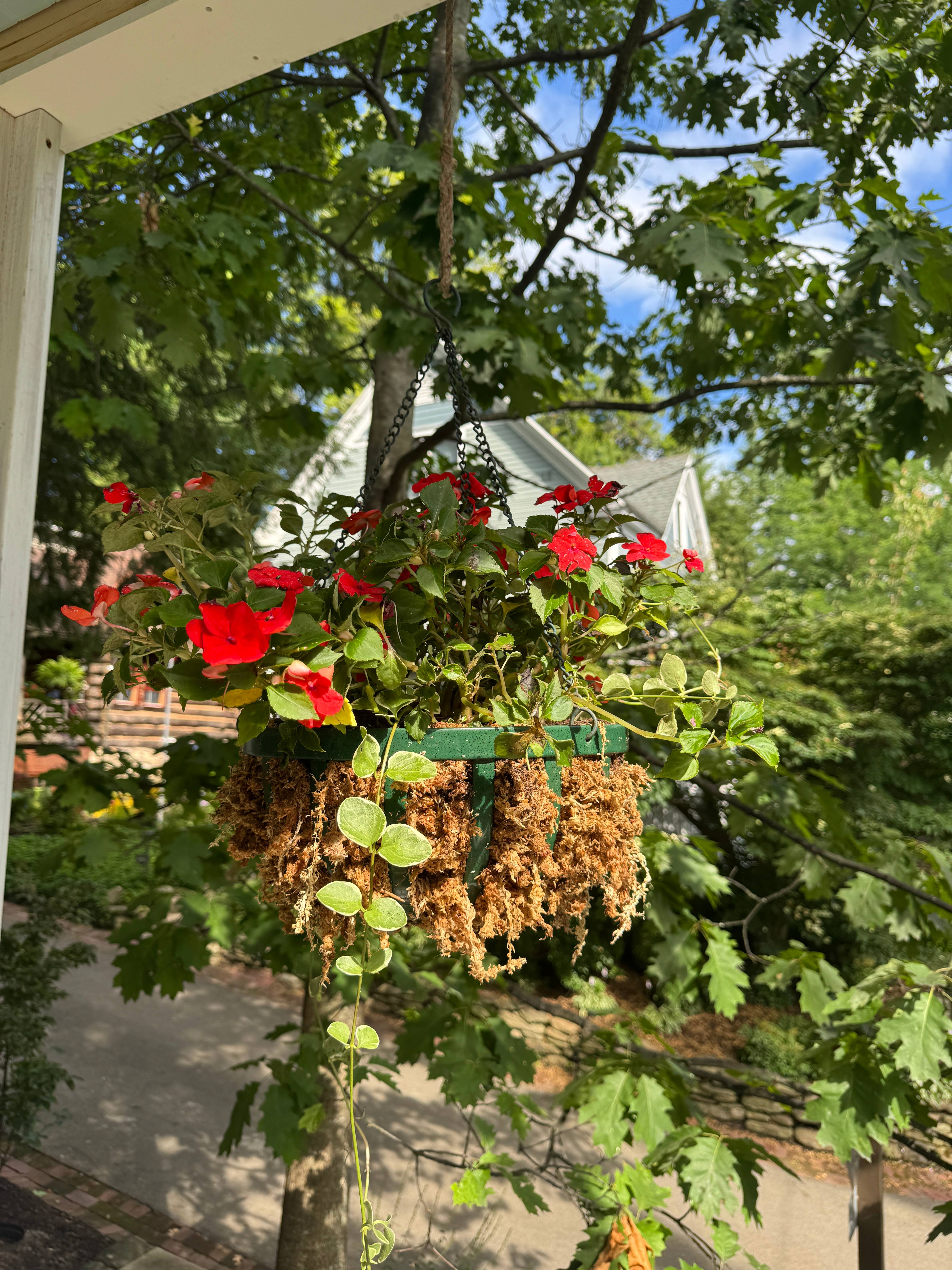 Mossify - Wholesale Planting/Potting Soil - Premium Long Fiber Sphagnum Moss – For Orchids & Kokedamas15