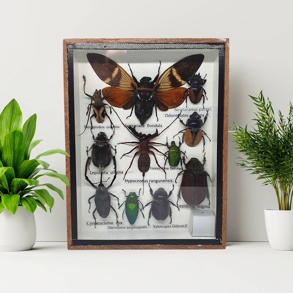 VIE - Wholesale Wall Accent - Framed Insect, Assorted2