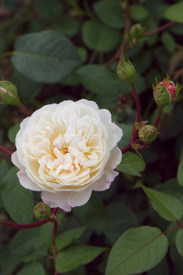 REMOVED BRAND - Venta al por mayor Plantas naturales - The Albrighton Rambler (Ausmobile) (raíz)1