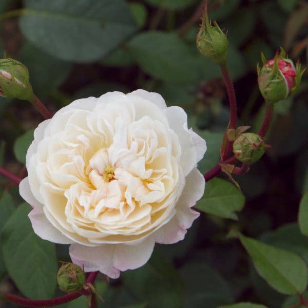 REMOVED BRAND - Venta al por mayor Plantas naturales - The Albrighton Rambler (Ausmobile) (raíz)1