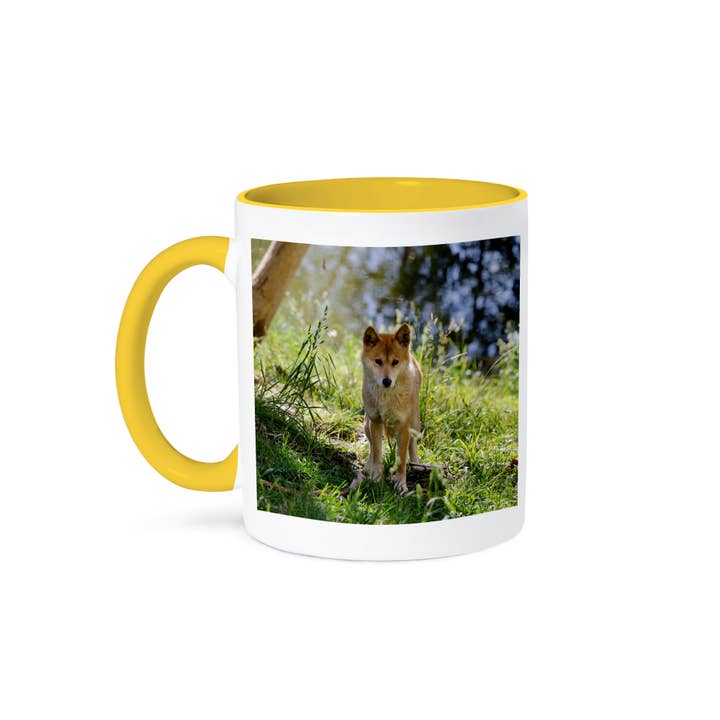 3dRose - Wholesale Coffee Mug - 3dRose, Australia, Adelaide. Cleland Wildlife Park. Australian Dingo, Mug