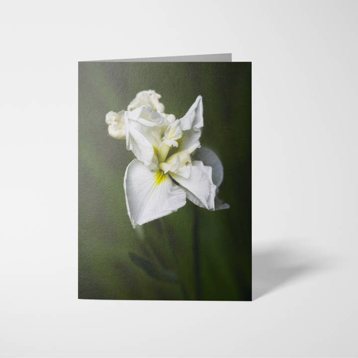 Snow White Single 5x7 Iris Flower Greeting Card for wholesale by Sheryl’s Virtual Garden