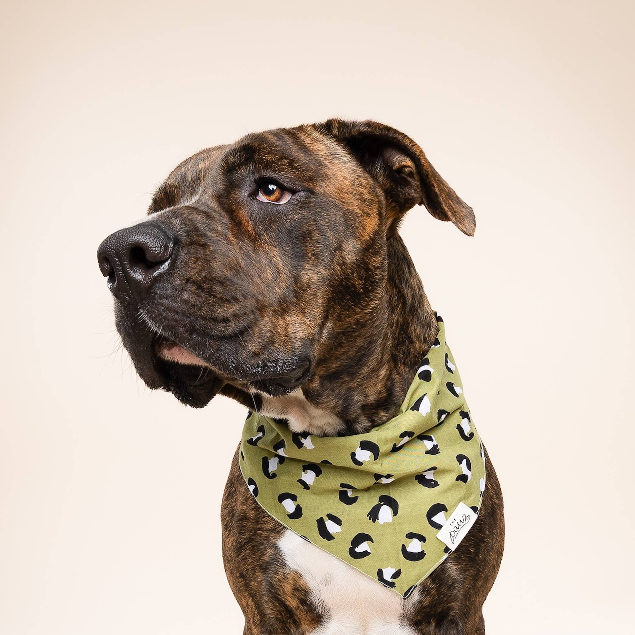 The Paws - Wholesale Pet Bandana - Dog - Olive Dog Bandana1