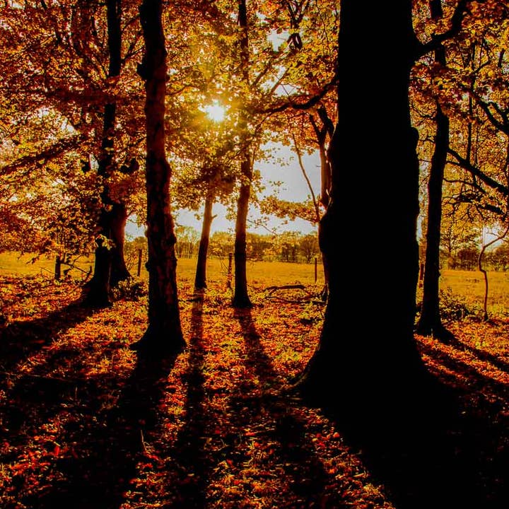Autumn Trees, Golden Acre Park print for wholesale by RJHEALDPHOTOGRAPHY